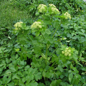Alexanders (Smyrnium olusatrum)