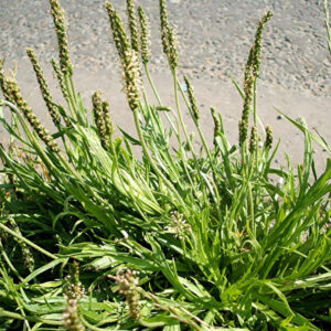 Bucks Horn Plaintain (Plantago coronopus)