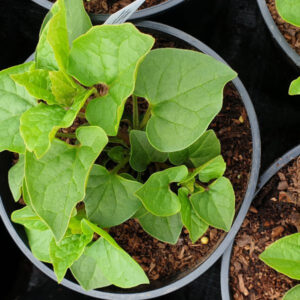 Caucasian Spinach (Hablitzia tamnoides)