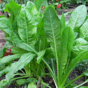 Chicory (Cichorium intybus)