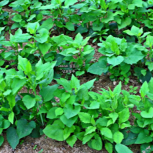 Korean Aster (Doellingeria scabra)