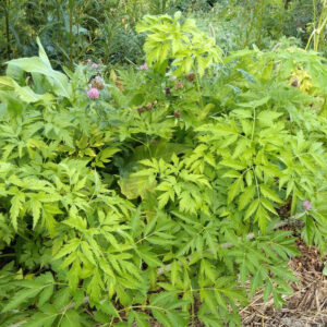 Korean Celery (Dystaenia takesimana)