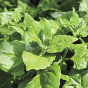New Zealand Spinach (Tetragonia tetragonioides)