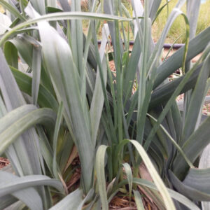 Perennial Leeks (Allium ampeloprasum)