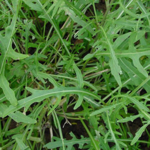 Perennial Wall Rocket (Diplotaxis tenuifolia)