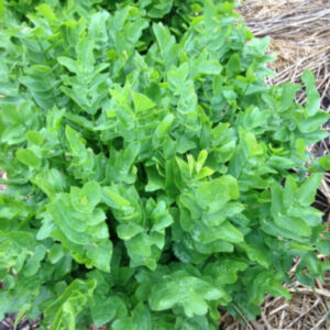 Skirret (Sium sisarum)