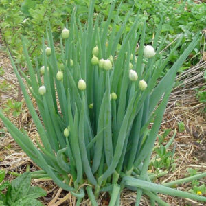 Welsh Onion (Allium fistulosum)