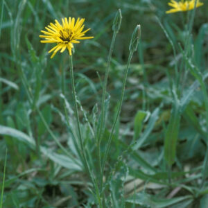 French scorzonera (Reichardia picroides)