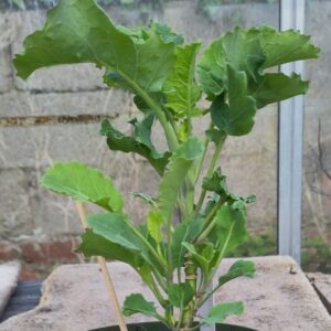 Portuguese Kale / Couve galega (Brassica oleracea var. viridis) - LARGE