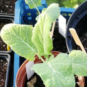 Portuguese Kale / Couve galega (Brassica oleracea var. viridis) - SMALL