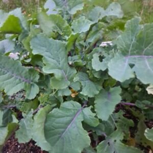 Daubenton kale (Brassica Oleracea var Ramosa)