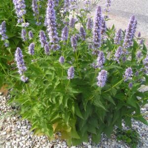 Korean mint (Agastache rugosa)