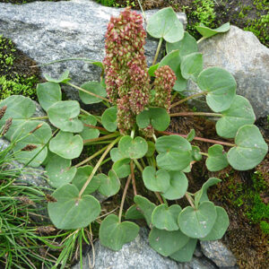 Mountain sorrel (Oxyria digyna)