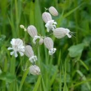 Bladder campion (Silene vulgaris)
